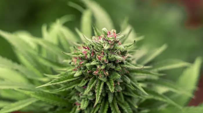 Seedbank-Vielfalt genießen – Weed Samen kaufen mit großer Auswahl